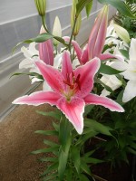 [4260 Ravenna EVR No02.JPG]